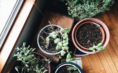 Los 10 beneficios de tener un huerto en casa